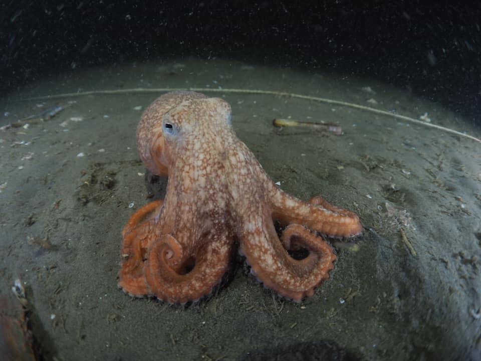 Levende Octopus in de Noordzee