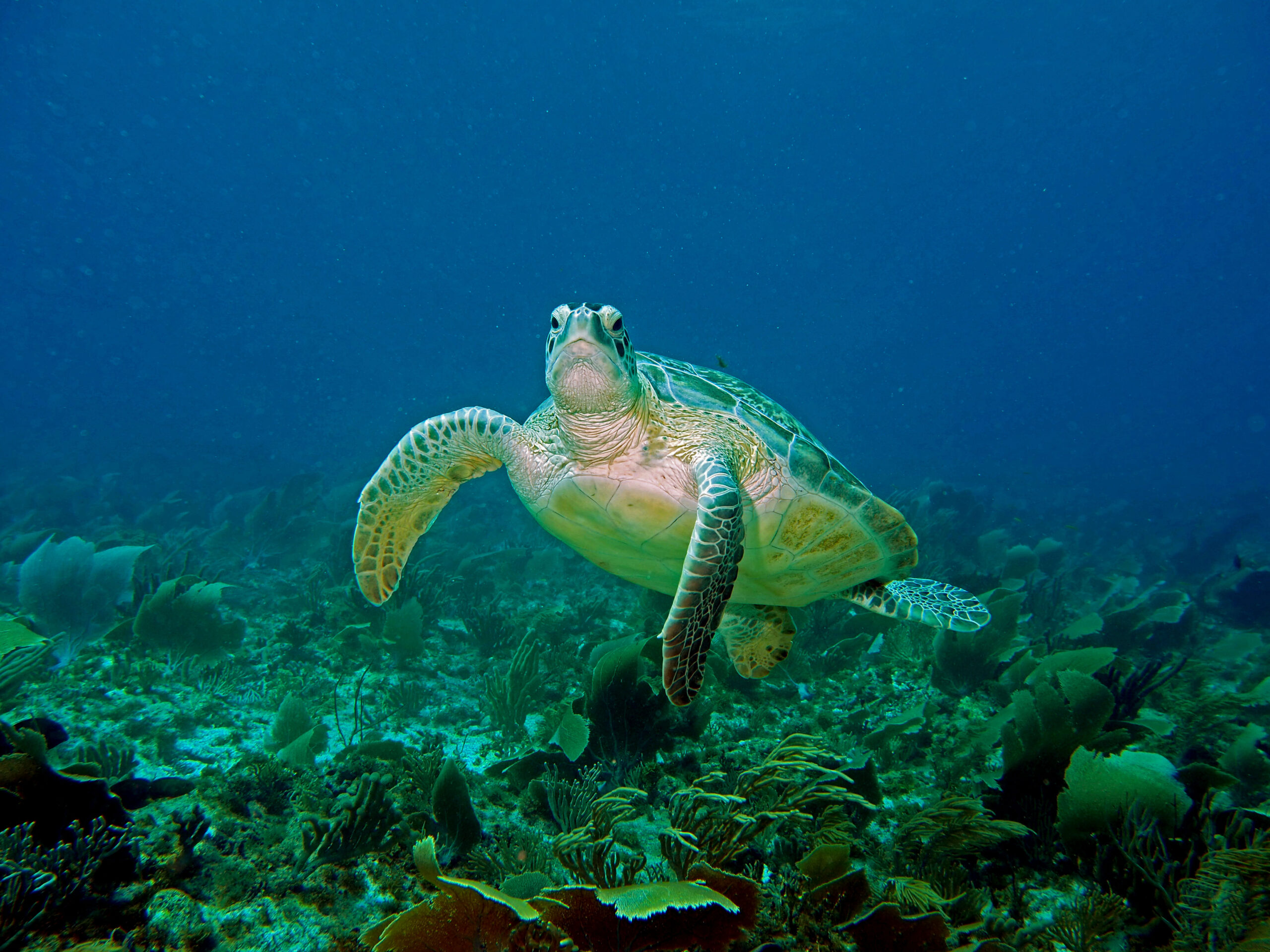 Schildpadden