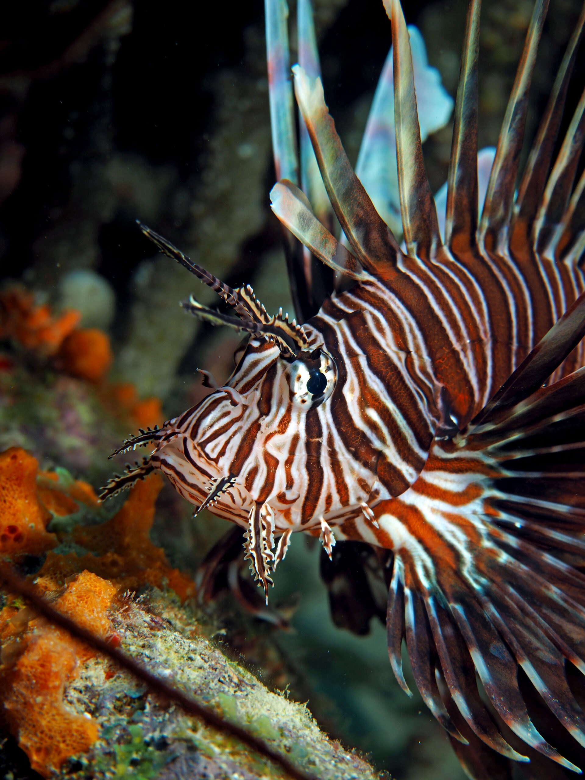 Lionfish