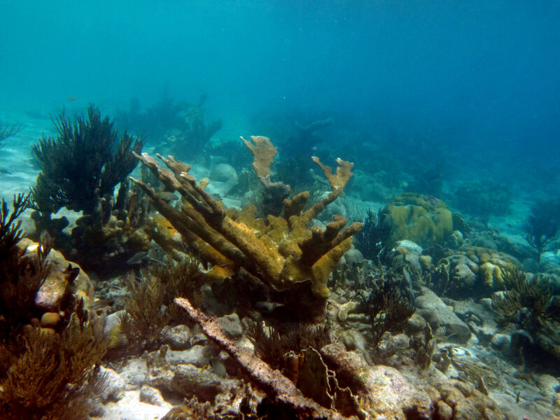 Reef Renewal Foundation