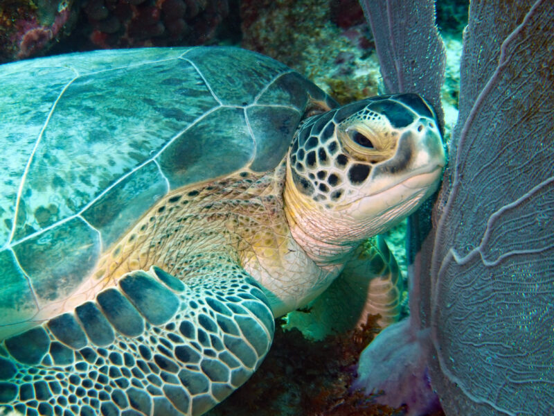 Schildpadden