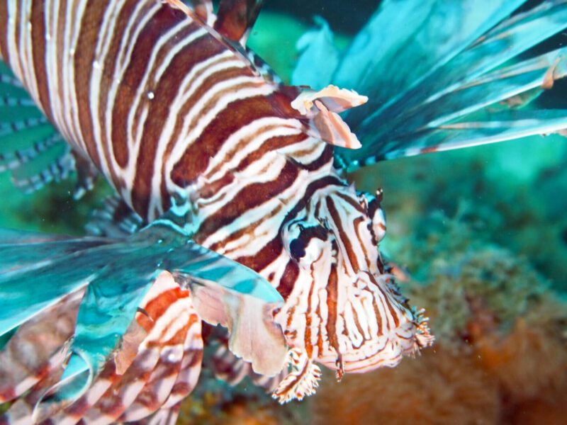 Lionfish