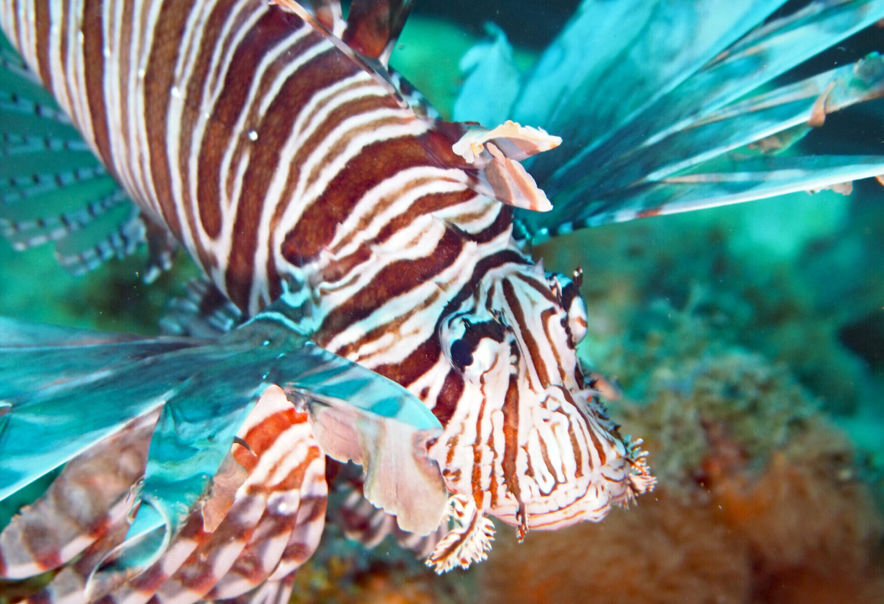 Lionfish